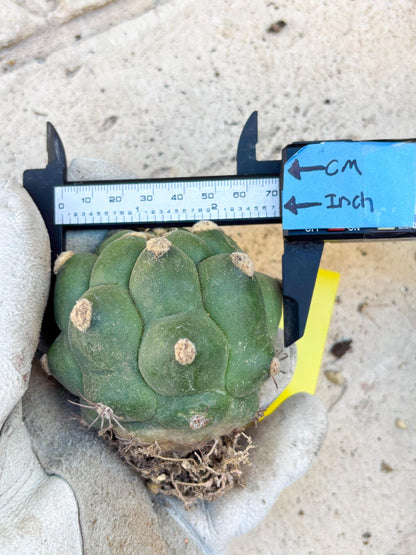 Gymnocalycium saglionis inermis (Yellow) | Imported Plants