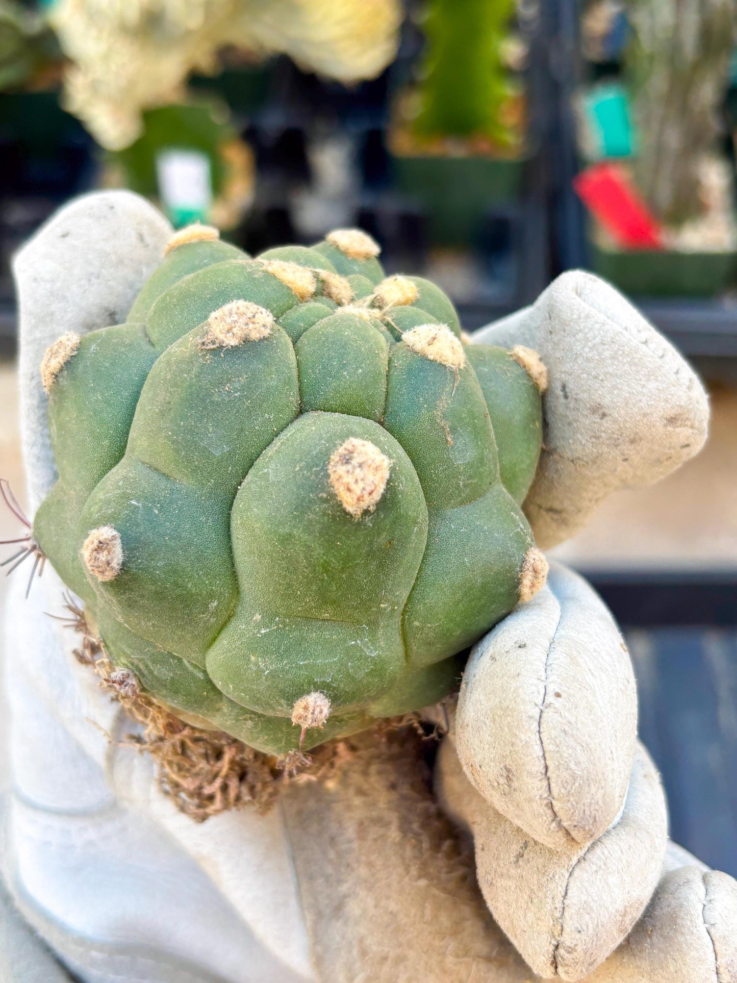 Gymnocalycium saglionis inermis (Yellow) | Imported Plants