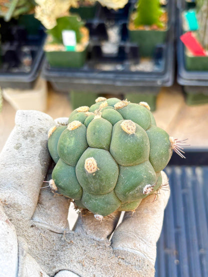 Gymnocalycium saglionis inermis (Green) | Imported Plants