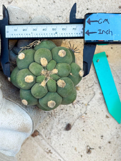Gymnocalycium saglionis inermis (Green) | Imported Plants