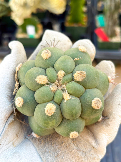 Gymnocalycium saglionis inermis (Green) | Imported Plants