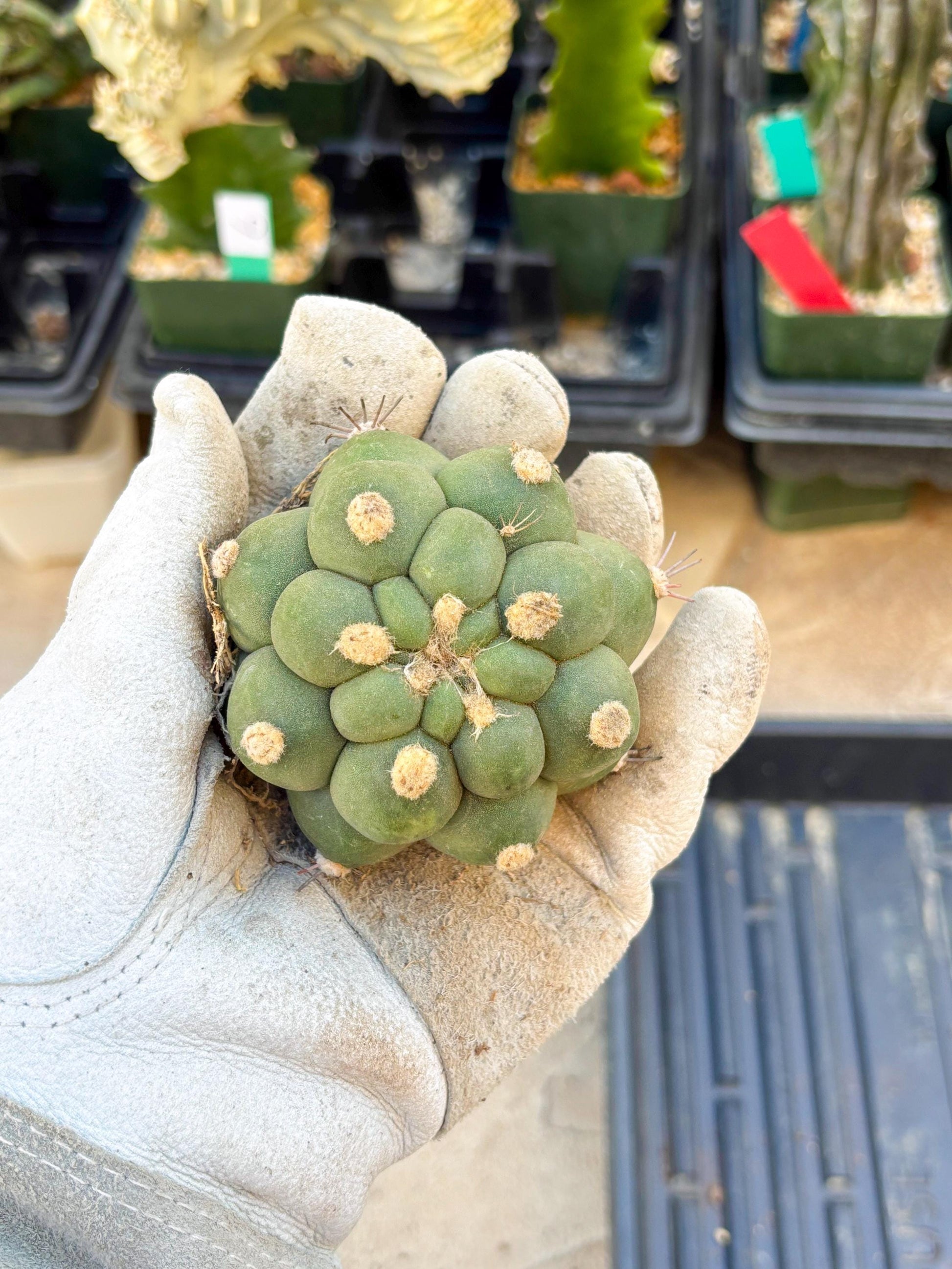 Gymnocalycium saglionis inermis (Green) | Imported Plants