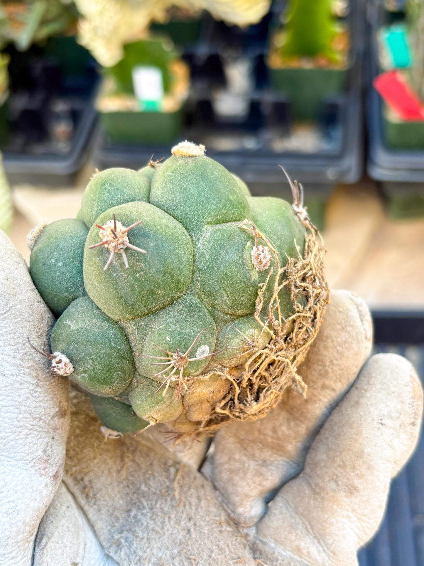 Gymnocalycium saglionis inermis (Green) | Imported Plants