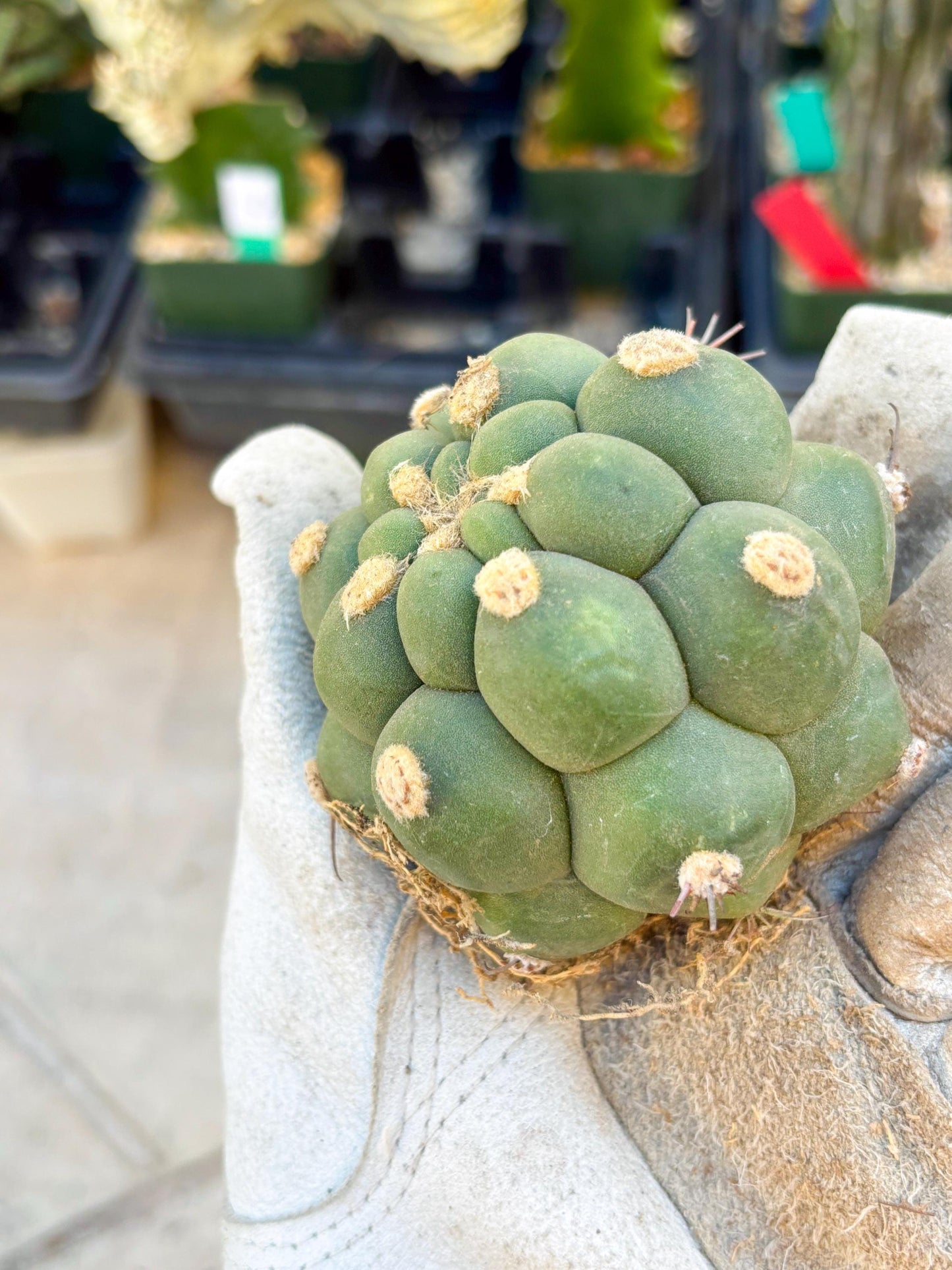 Gymnocalycium saglionis inermis (Green) | Imported Plants