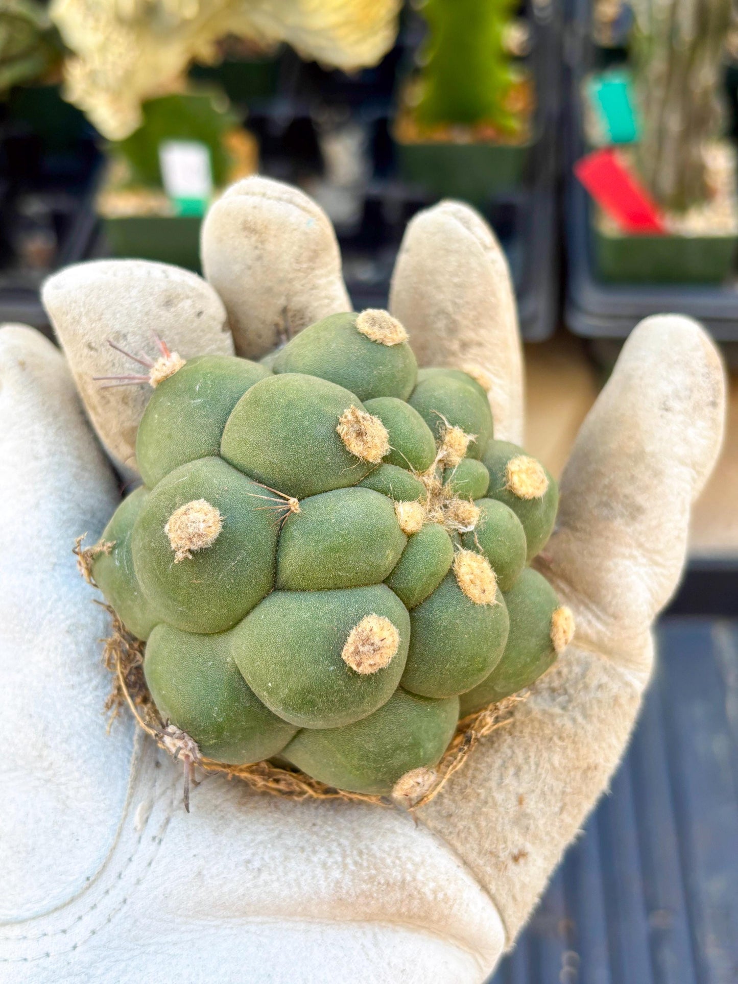 Gymnocalycium saglionis inermis (Green) | Imported Plants