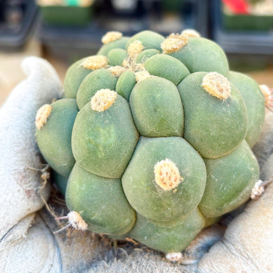 Gymnocalycium saglionis inermis (Green) | Imported Plants