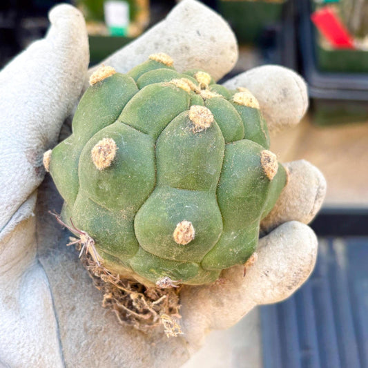 Gymnocalycium saglionis inermis (Yellow) | Imported Plants