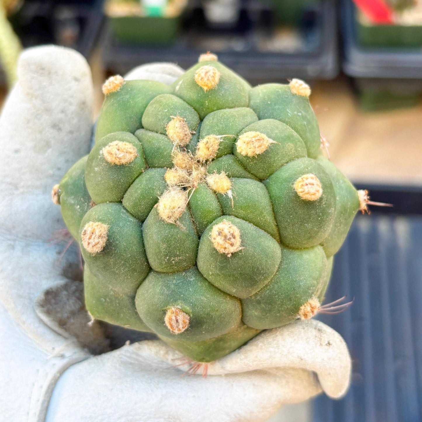 Gymnocalycium saglionis inermis (Pink) | Imported Plants