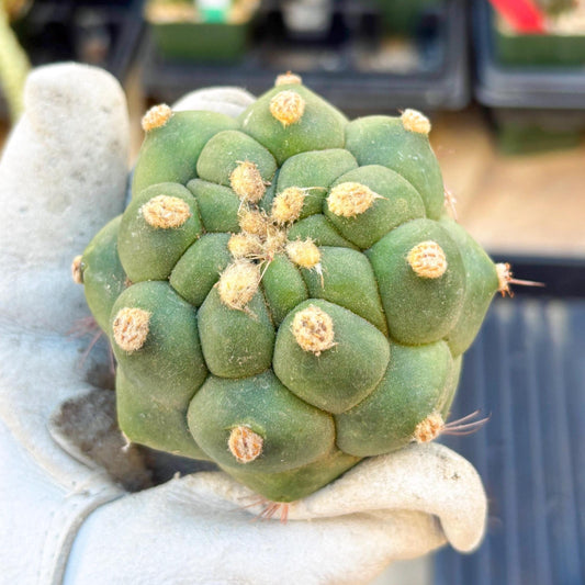 Gymnocalycium saglionis inermis (Pink) | Imported Plants