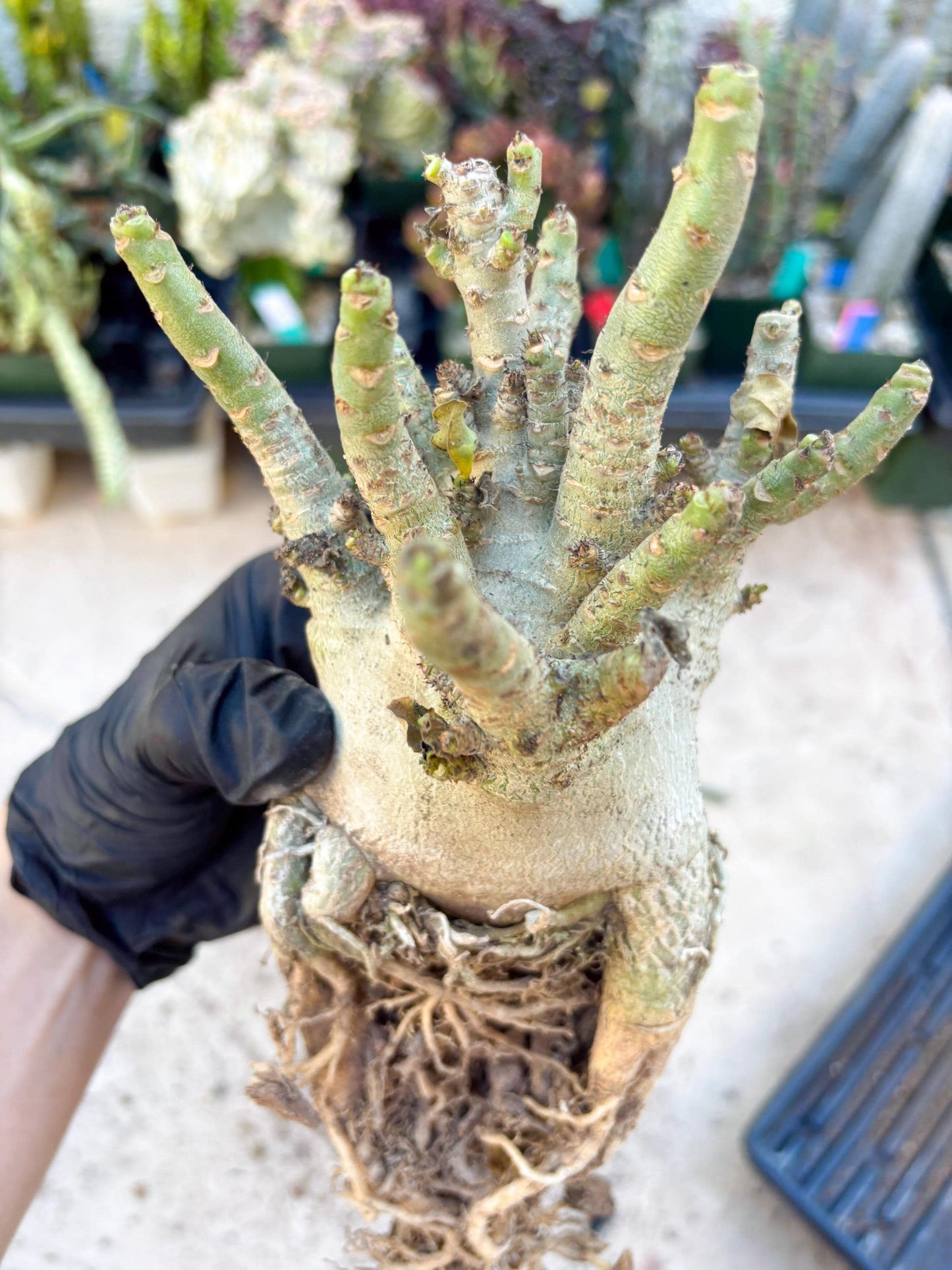 Adenium Arabicum (Orange) | Imported Desert Rose | Exotic Rare Plant