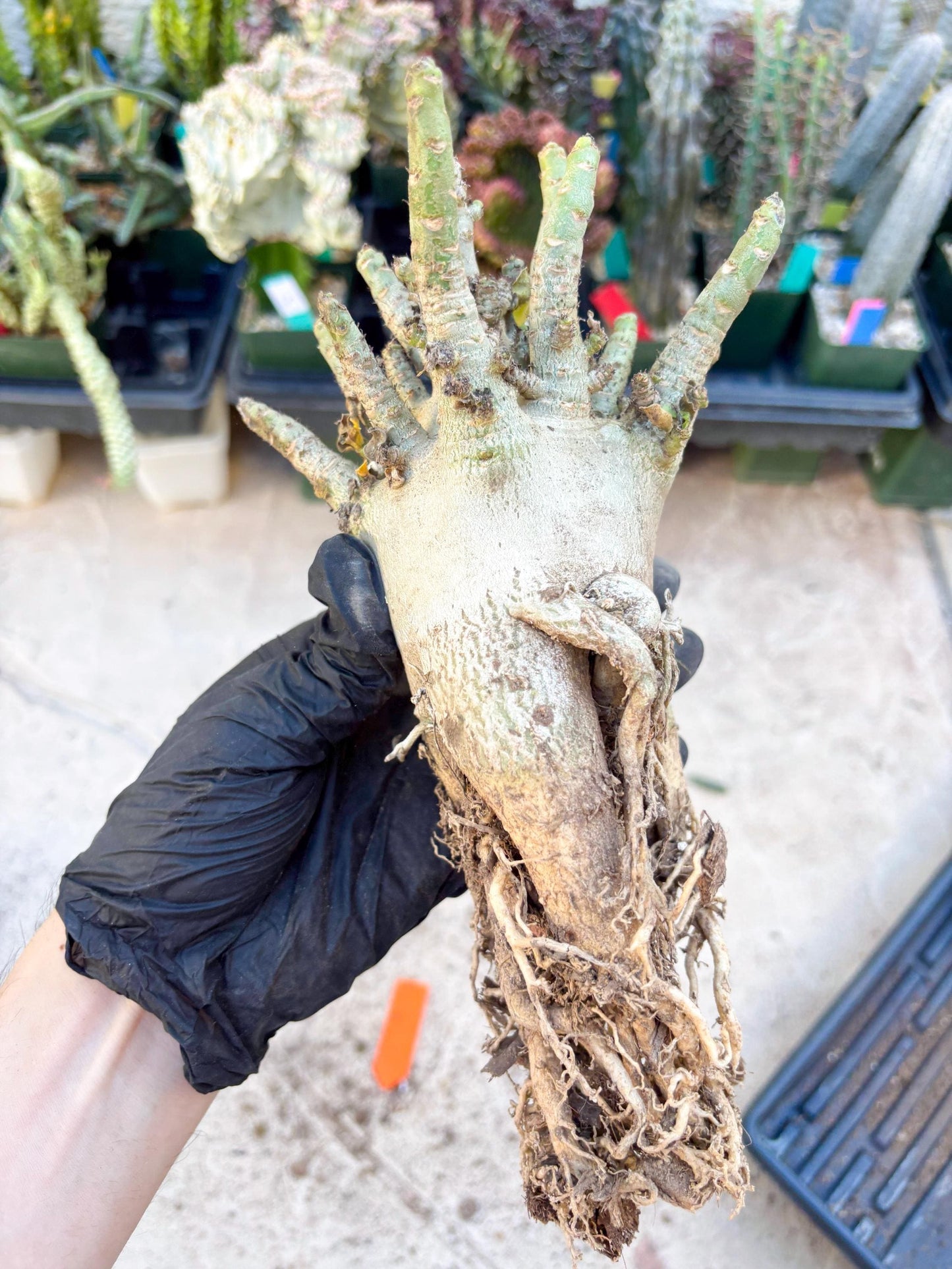 Adenium Arabicum (Orange) | Imported Desert Rose | Exotic Rare Plant