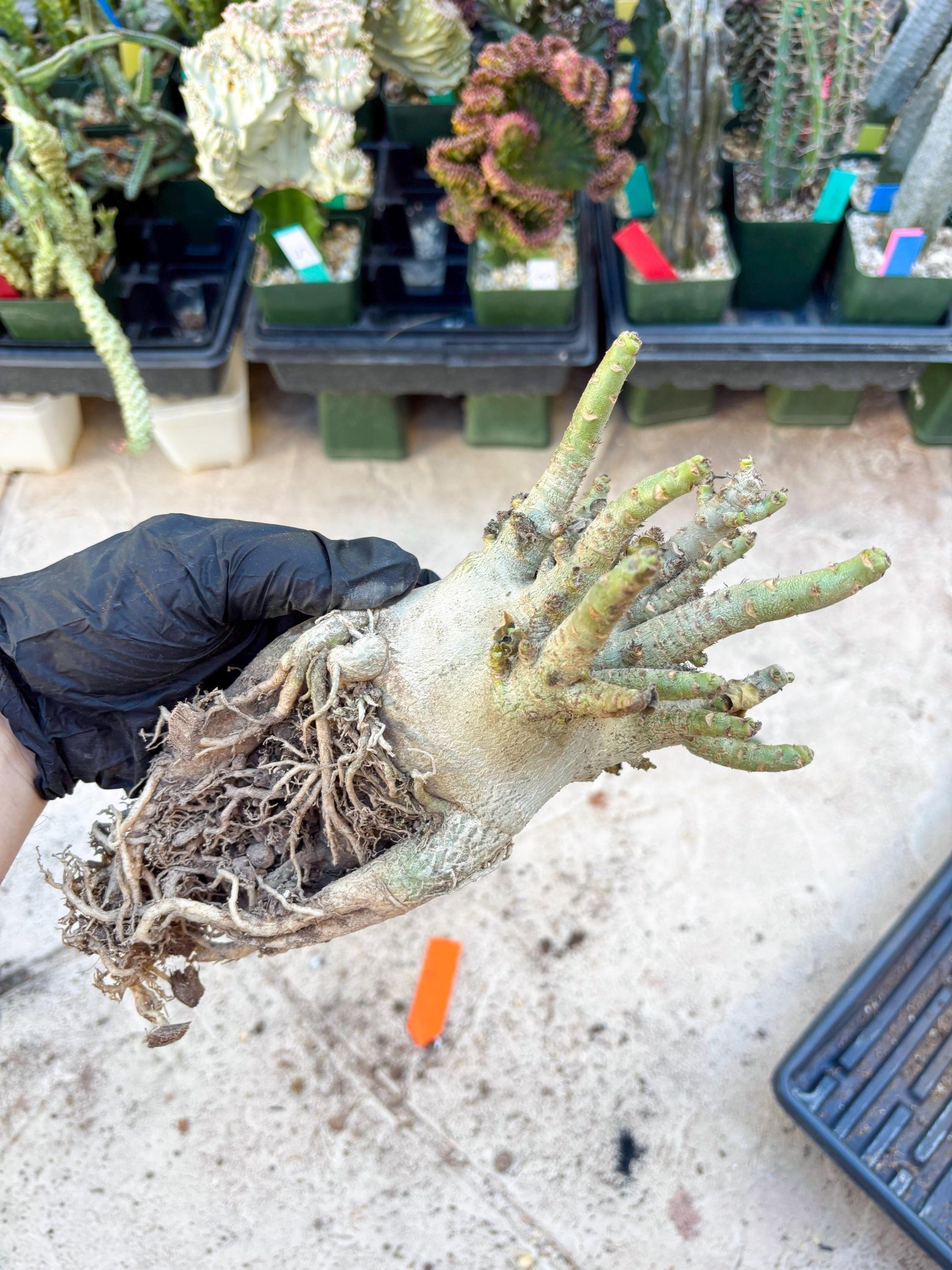 Adenium Arabicum (Orange) | Imported Desert Rose | Exotic Rare Plant