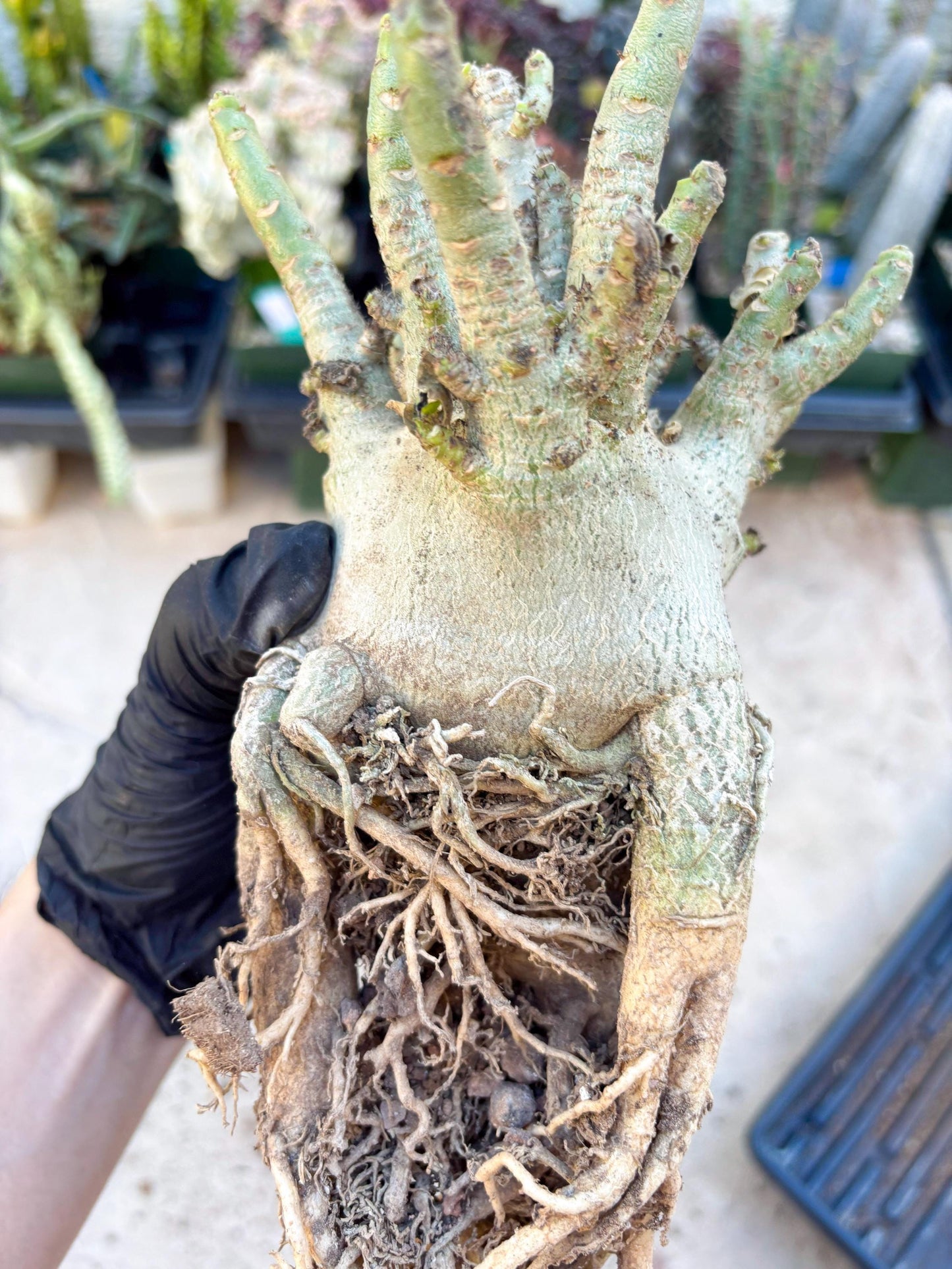 Adenium Arabicum (Orange) | Imported Desert Rose | Exotic Rare Plant