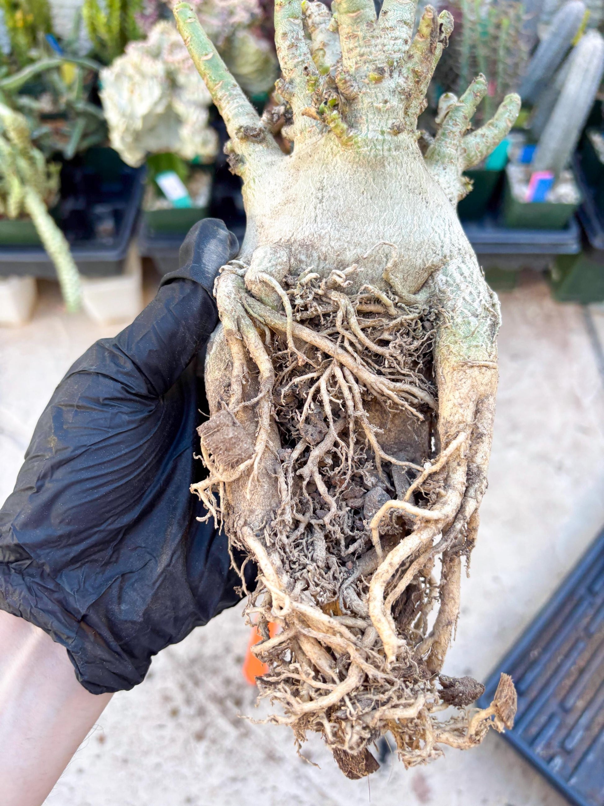 Adenium Arabicum (Orange) | Imported Desert Rose | Exotic Rare Plant