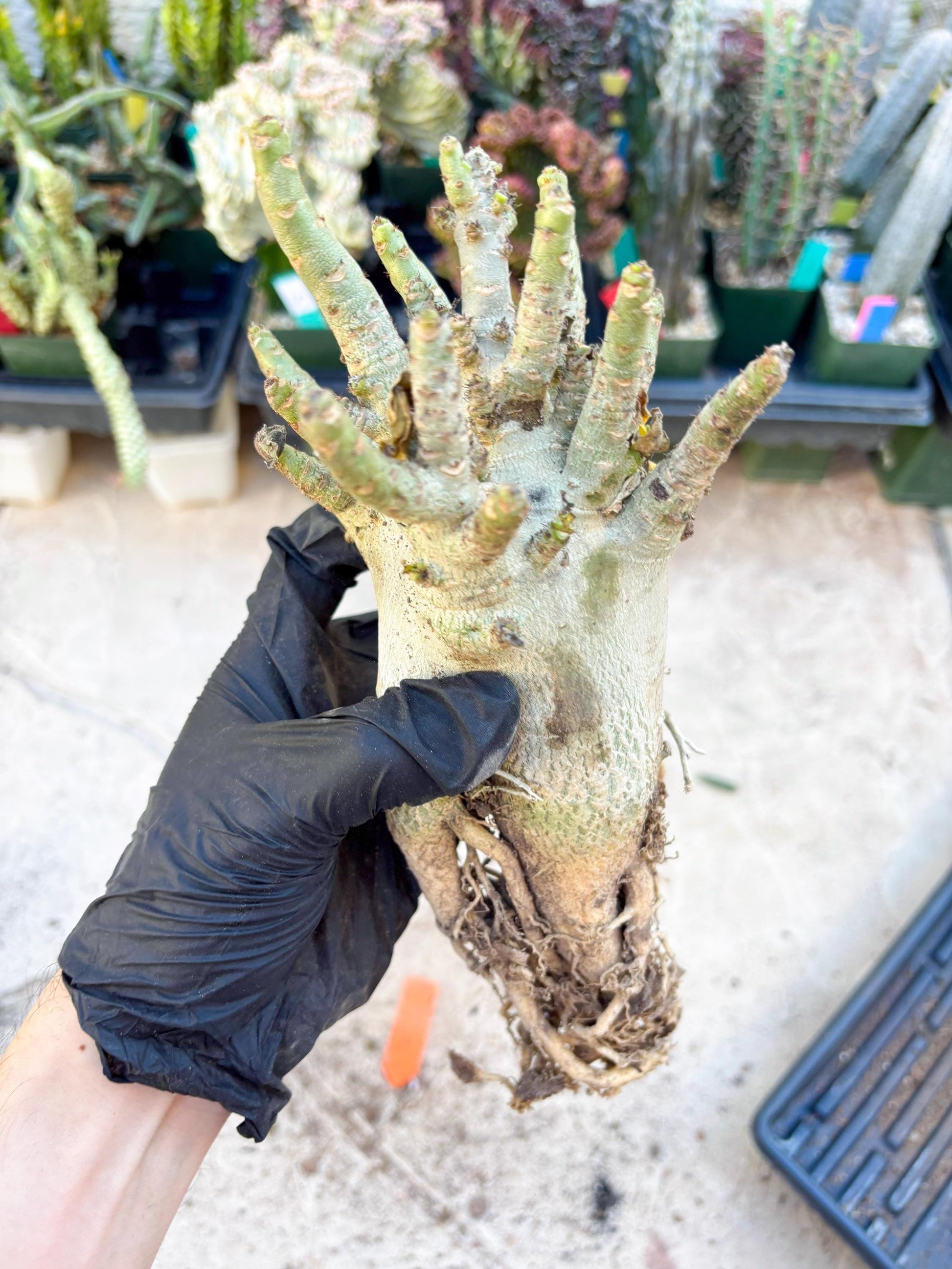 Adenium Arabicum (Orange) | Imported Desert Rose | Exotic Rare Plant