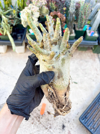 Adenium Arabicum (Orange) | Imported Desert Rose | Exotic Rare Plant