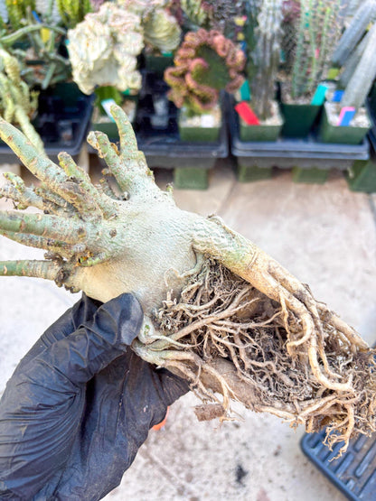 Adenium Arabicum (Orange) | Imported Desert Rose | Exotic Rare Plant