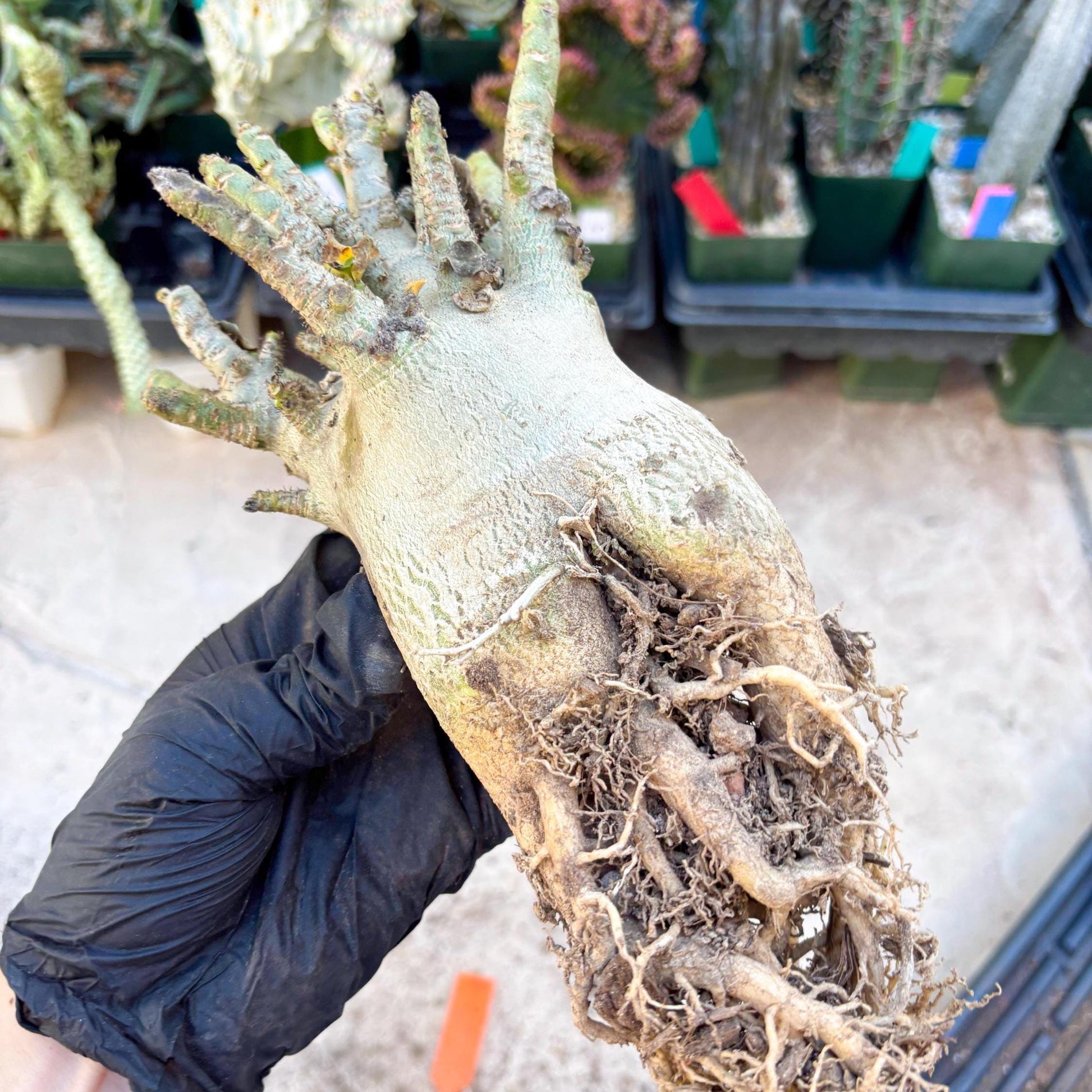 Adenium Arabicum (Orange) | Imported Desert Rose | Exotic Rare Plant