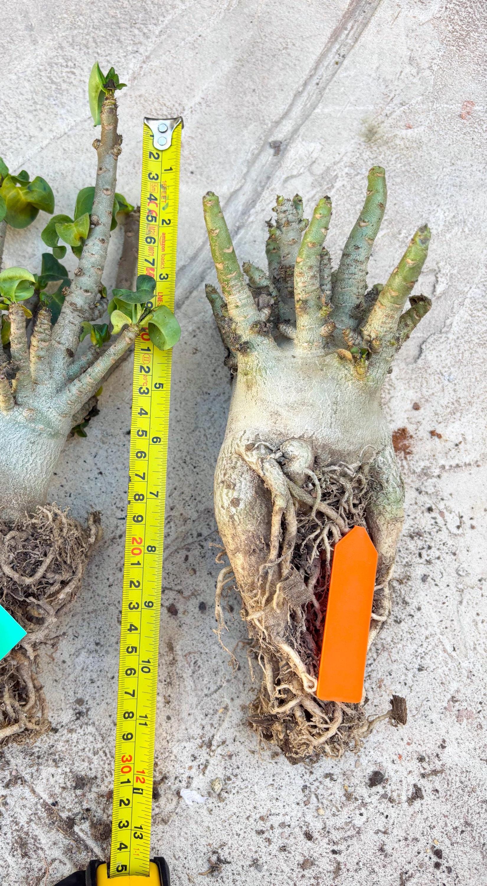 Adenium Arabicum (Orange) | Imported Desert Rose | Exotic Rare Plant