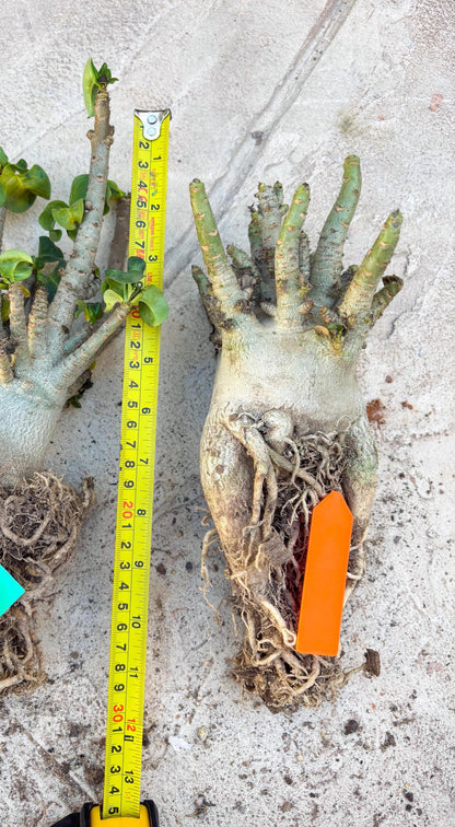 Adenium Arabicum (Orange) | Imported Desert Rose | Exotic Rare Plant