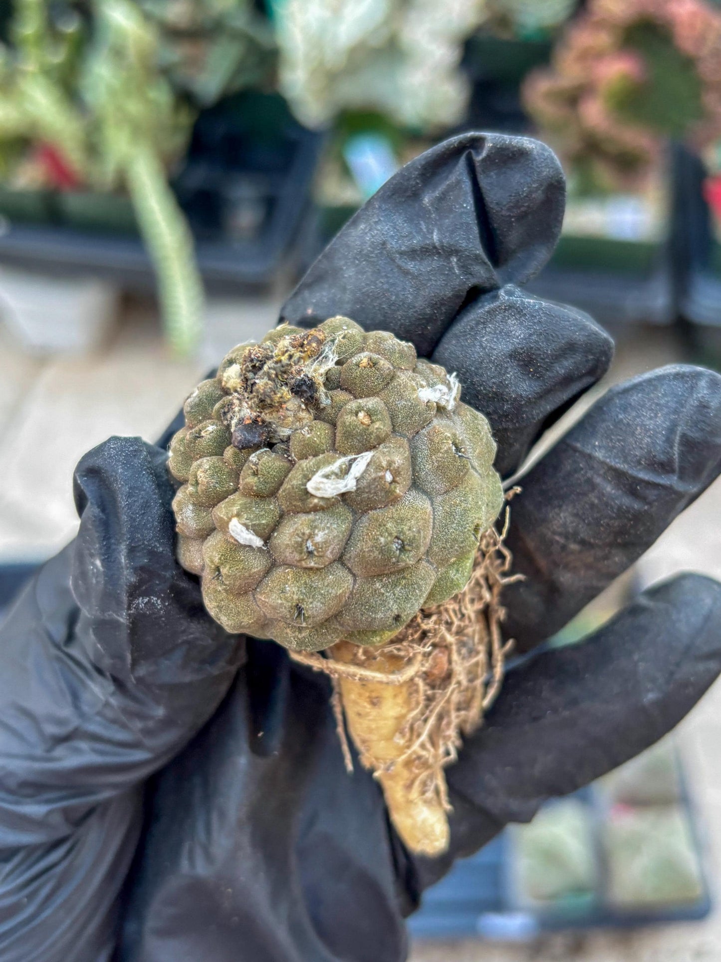 Lizard Skin Cactus (Yellow) | Fully Rooted | Rare imported Cactus