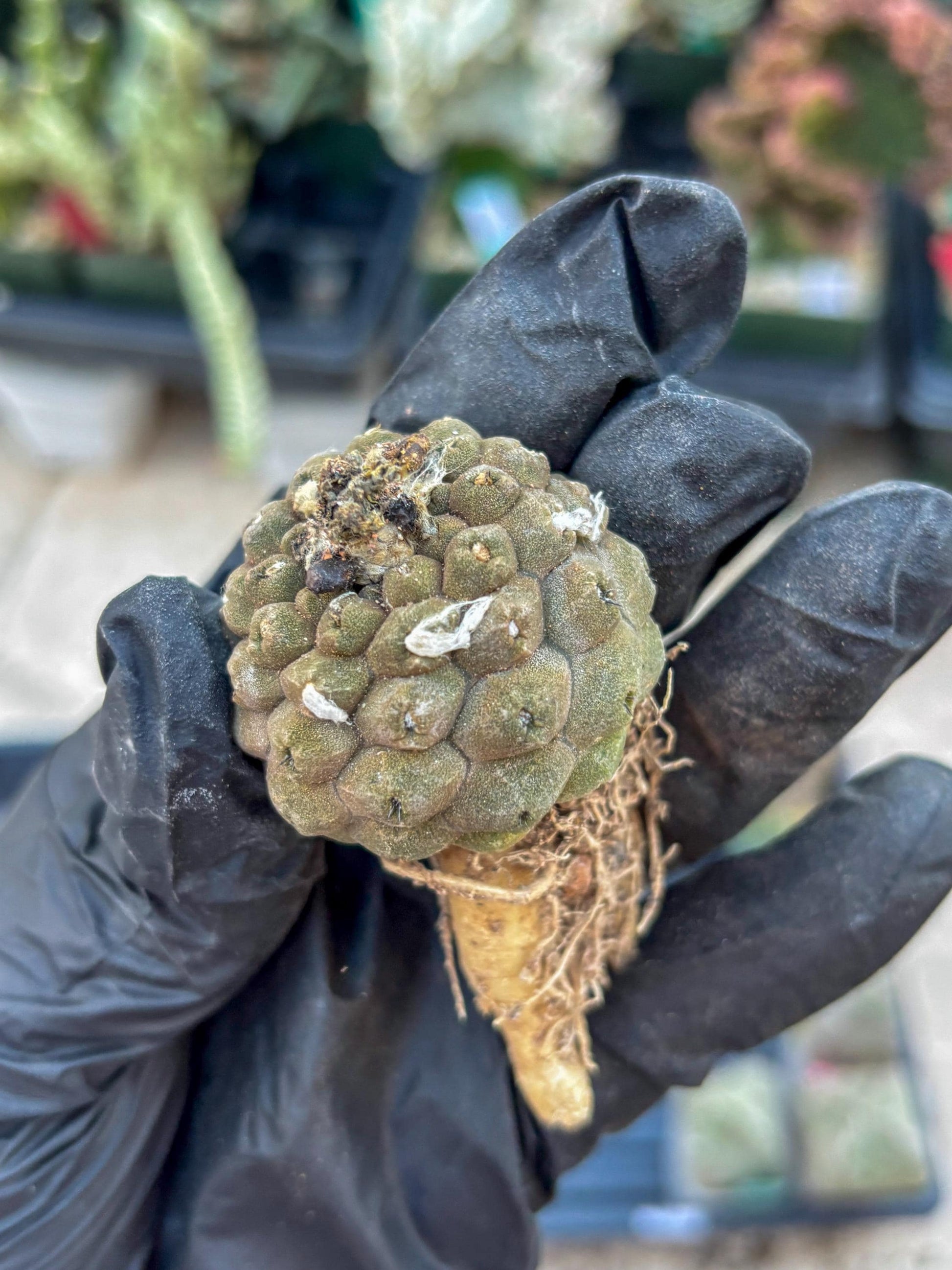 Lizard Skin Cactus (Yellow) | Fully Rooted | Rare imported Cactus