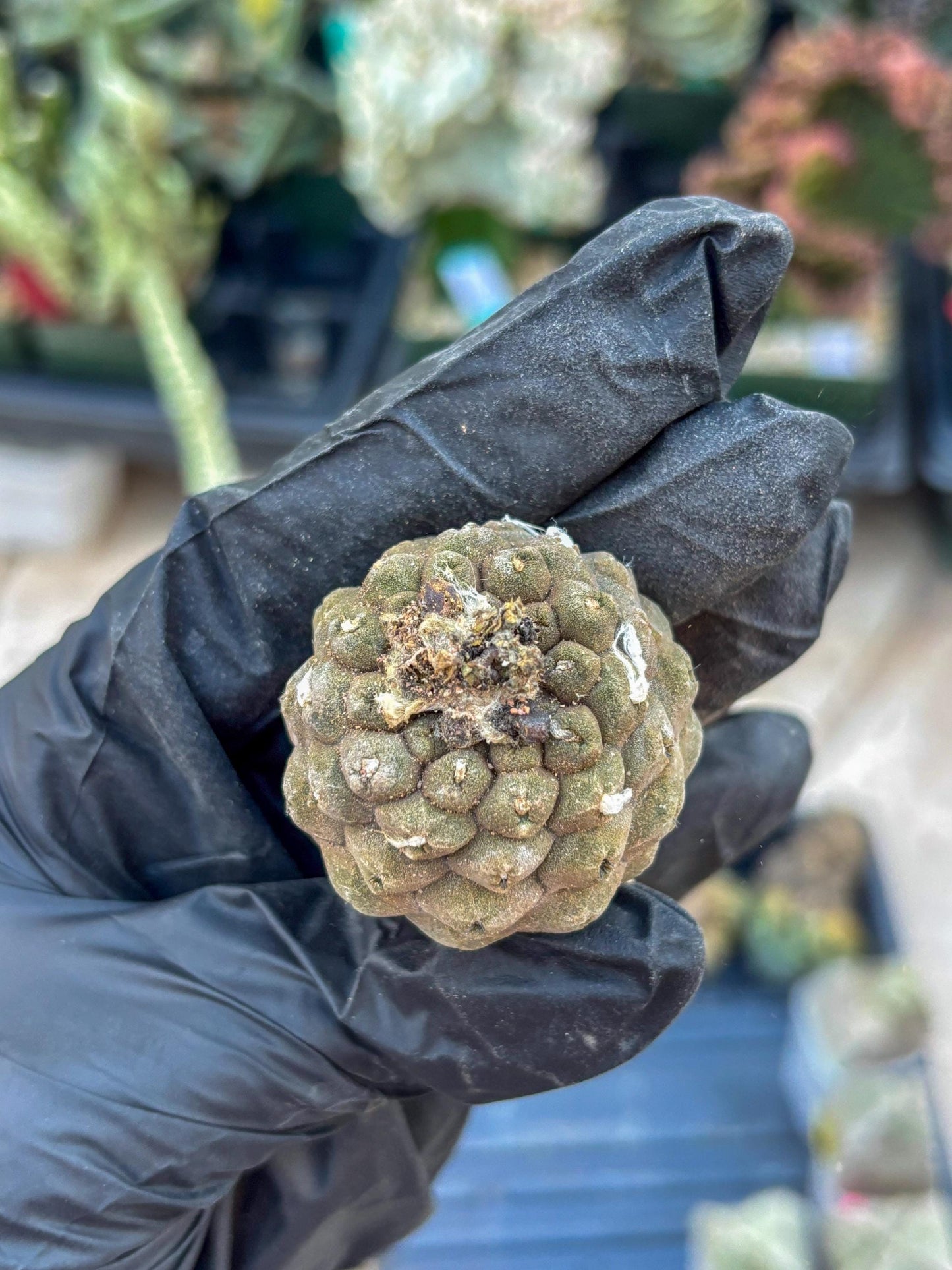 Lizard Skin Cactus (Yellow) | Fully Rooted | Rare imported Cactus