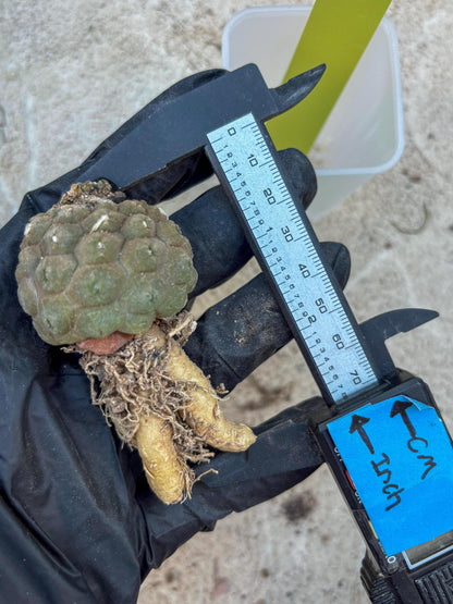 Lizard Skin Cactus (Yellow) | Fully Rooted | Rare imported Cactus