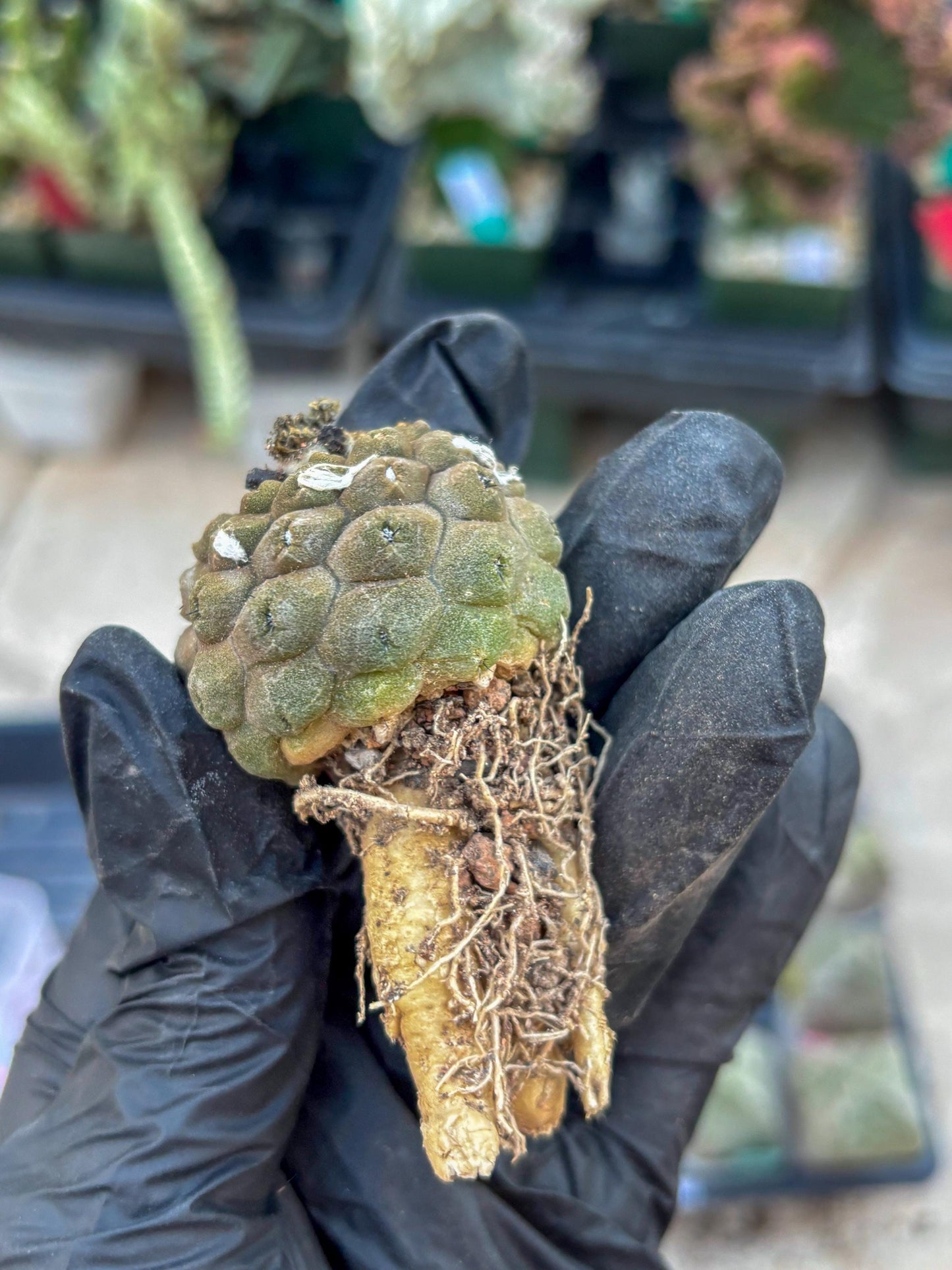 Lizard Skin Cactus (Yellow) | Fully Rooted | Rare imported Cactus