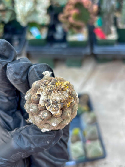 Lizard Skin Cactus (P) | Fully Rooted | Rare imported Cactus