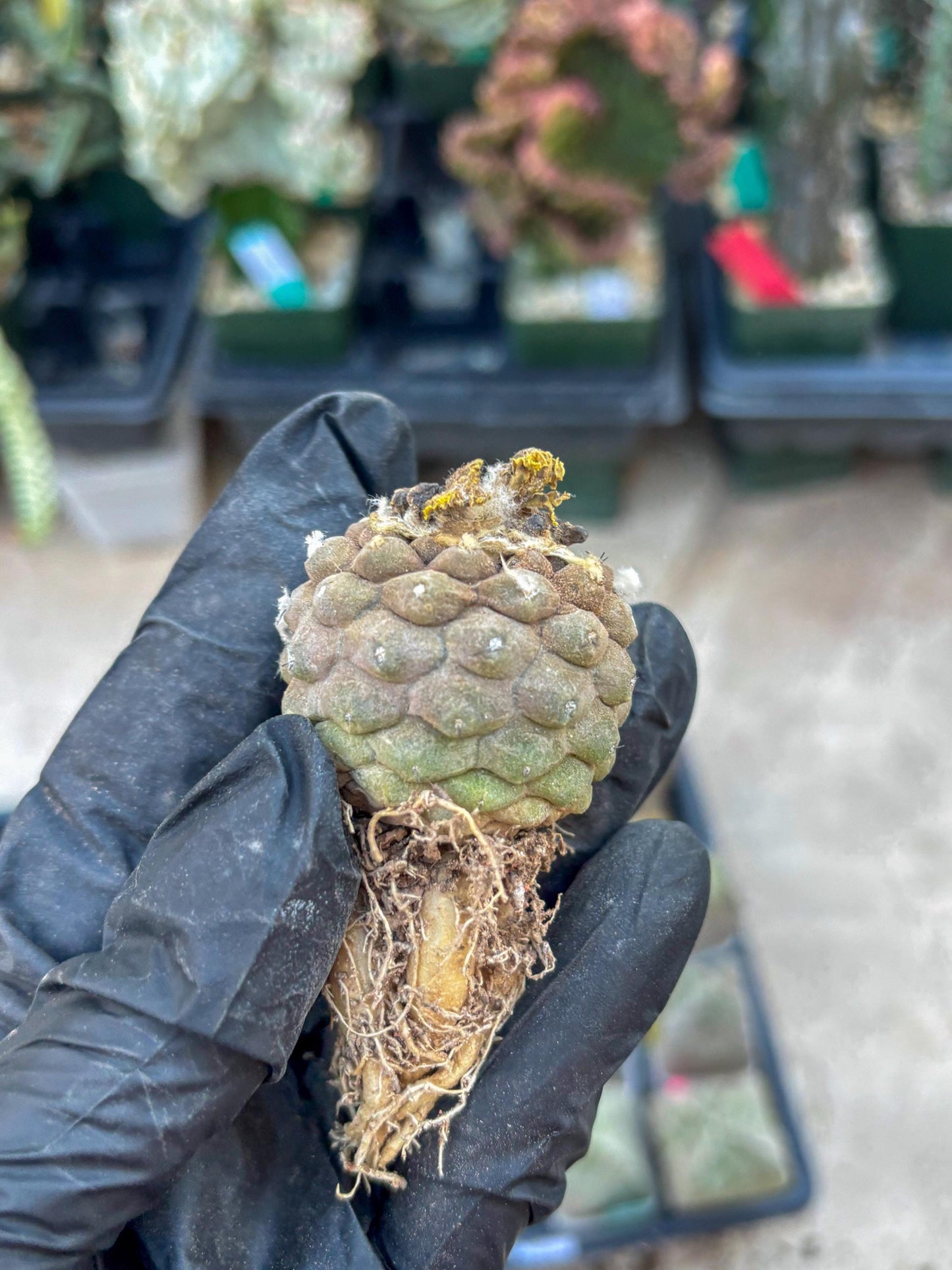 Lizard Skin Cactus (P) | Fully Rooted | Rare imported Cactus