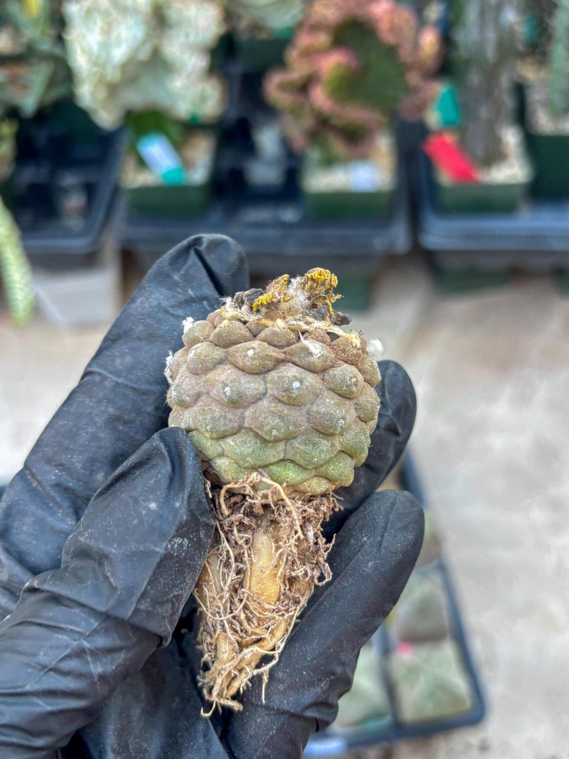 Lizard Skin Cactus (P) | Fully Rooted | Rare imported Cactus