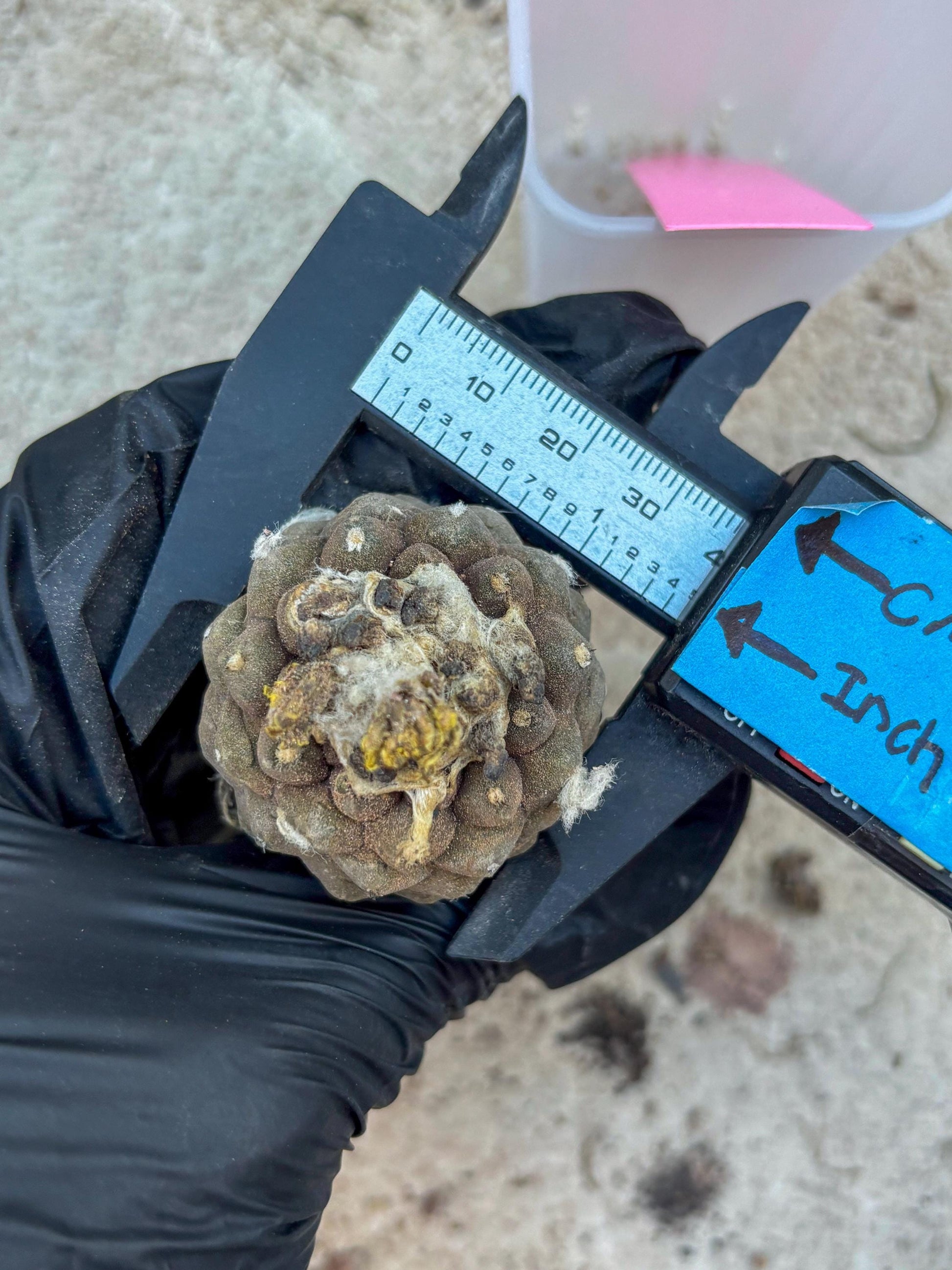 Lizard Skin Cactus (P) | Fully Rooted | Rare imported Cactus