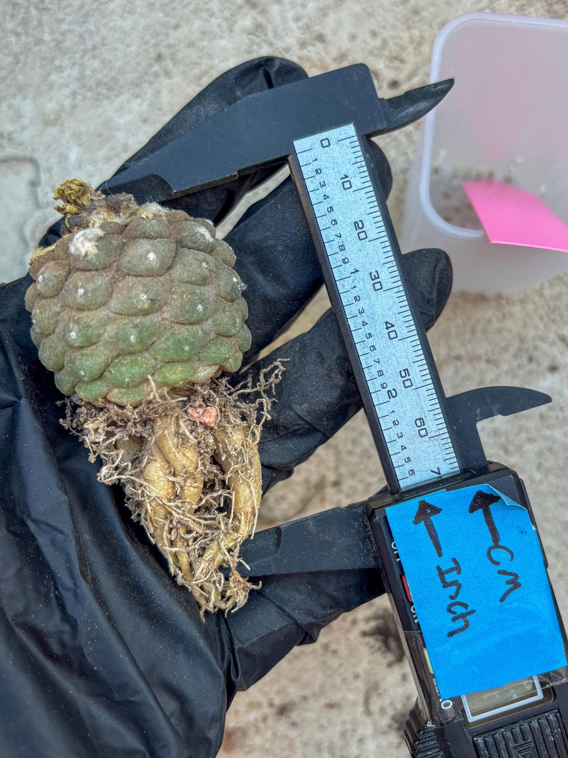 Lizard Skin Cactus (P) | Fully Rooted | Rare imported Cactus