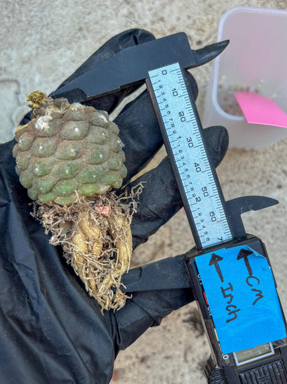 Lizard Skin Cactus (P) | Fully Rooted | Rare imported Cactus