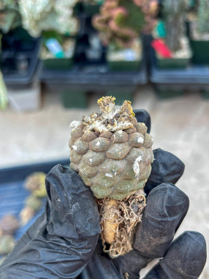 Lizard Skin Cactus (P) | Fully Rooted | Rare imported Cactus