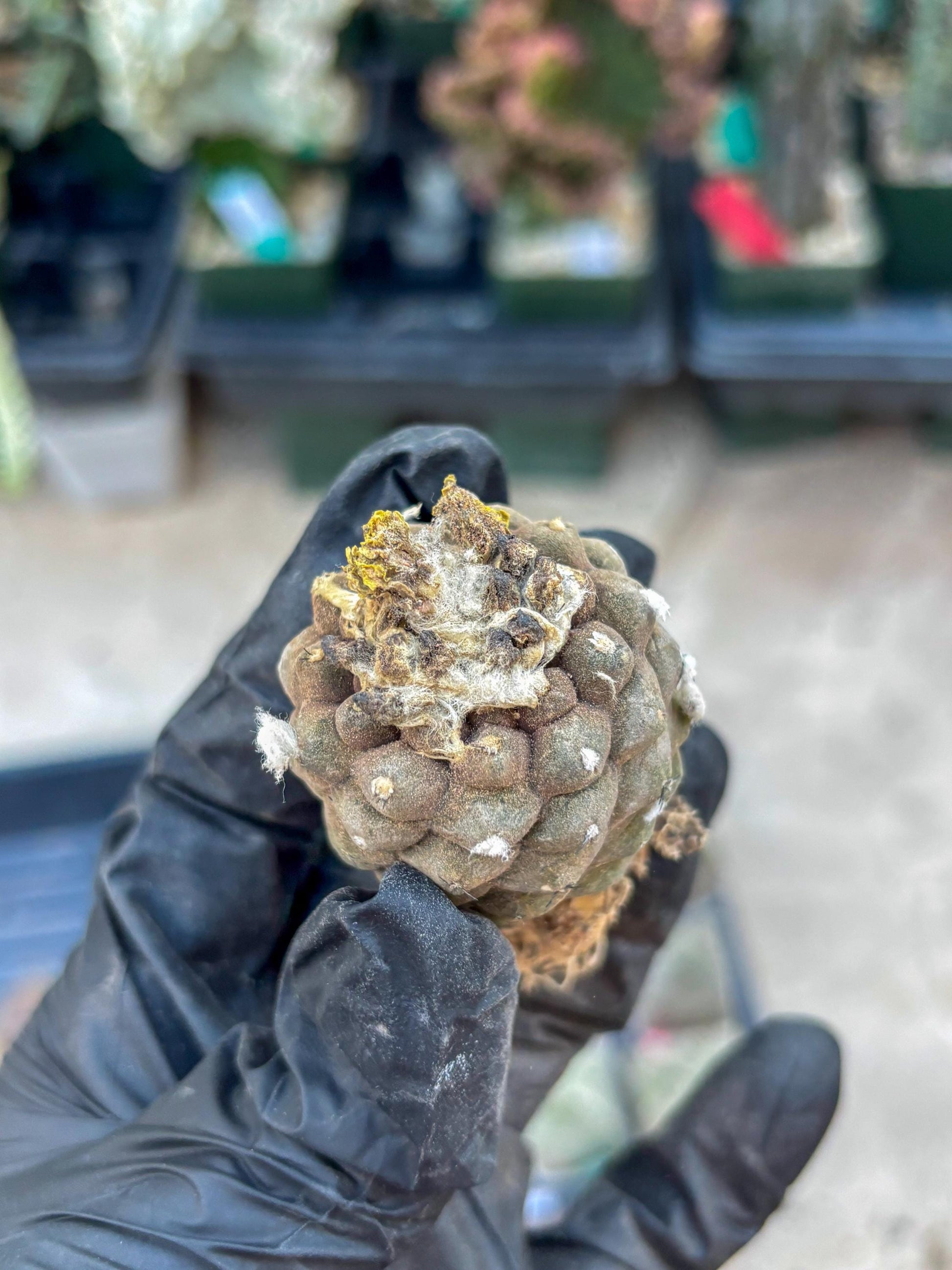 Lizard Skin Cactus (P) | Fully Rooted | Rare imported Cactus