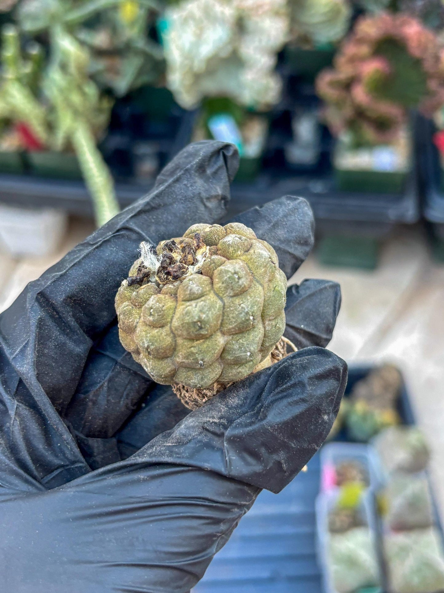 Lizard Skin Cactus (O) | Fully Rooted | Rare imported Cactus