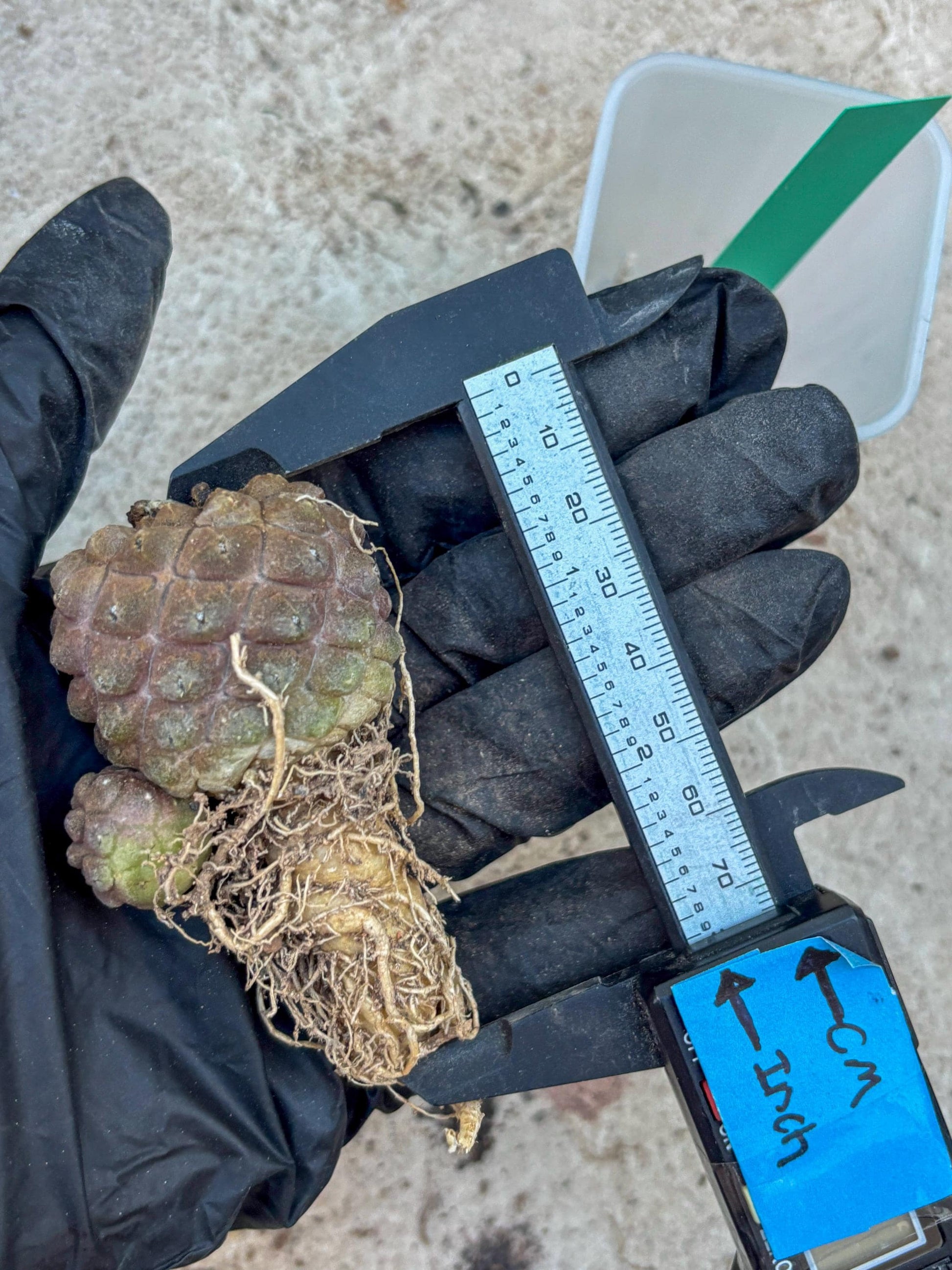 Lizard Skin Cactus (G) | Fully Rooted | Rare imported Cactus