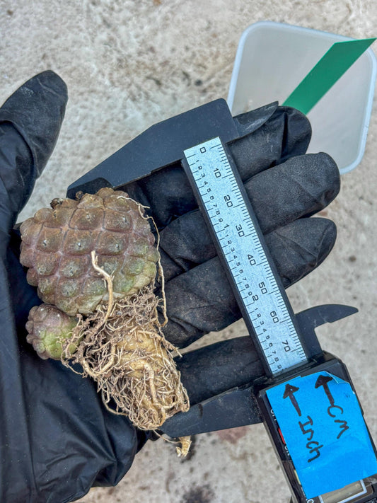 Lizard Skin Cactus (G) | Fully Rooted | Rare imported Cactus