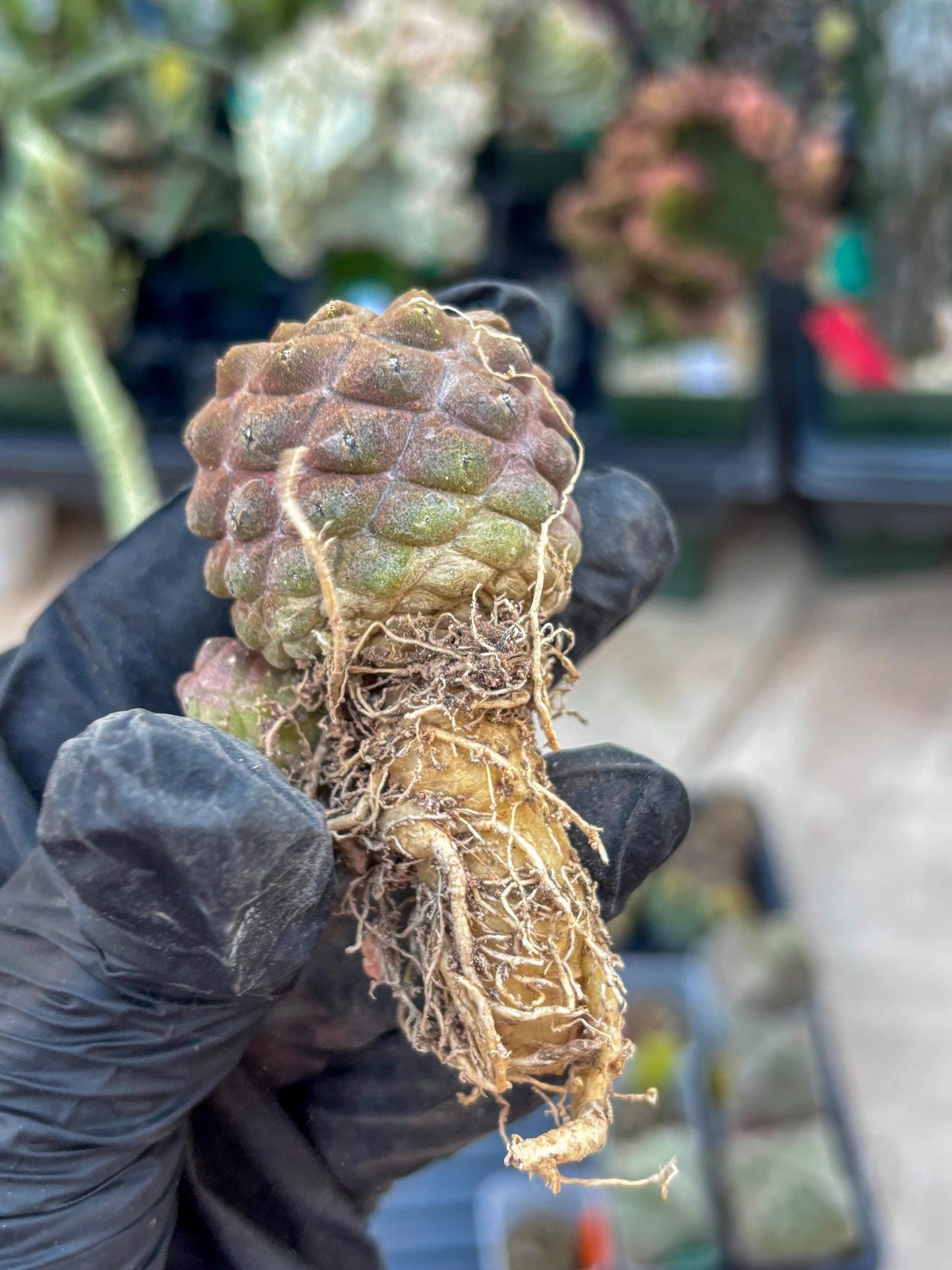 Lizard Skin Cactus (G) | Fully Rooted | Rare imported Cactus