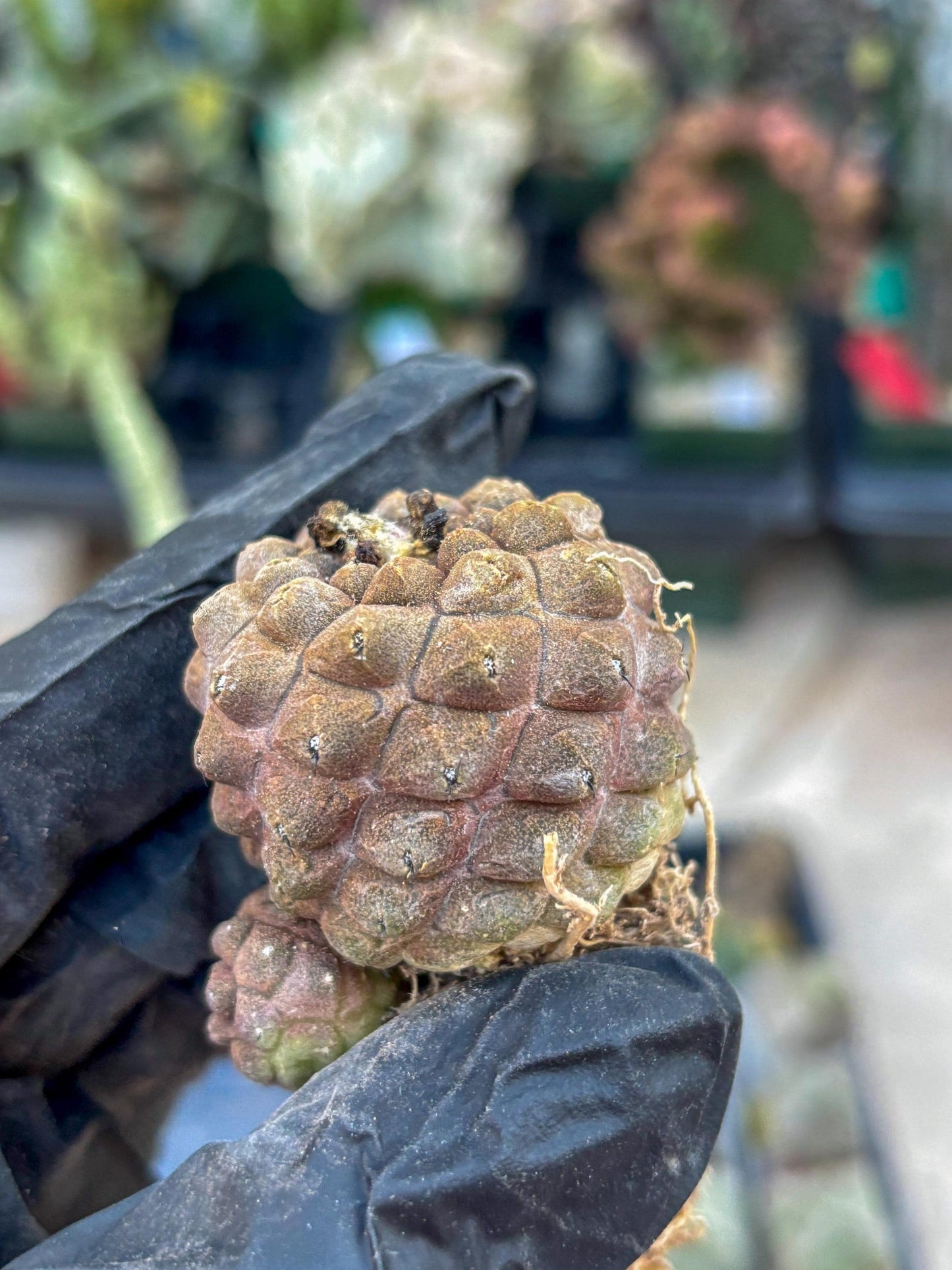 Lizard Skin Cactus (G) | Fully Rooted | Rare imported Cactus