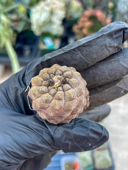 Lizard Skin Cactus (G) | Fully Rooted | Rare imported Cactus