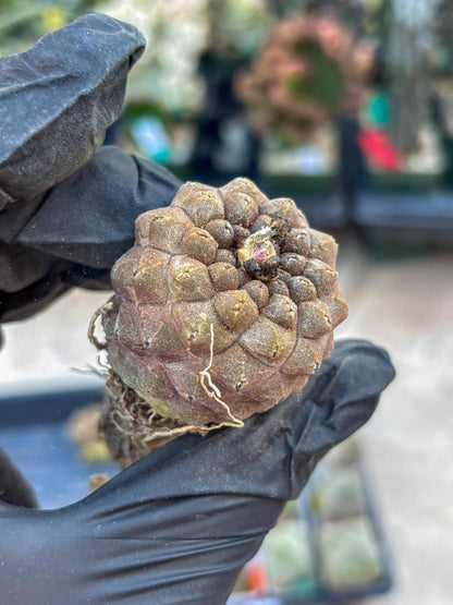 Lizard Skin Cactus (G) | Fully Rooted | Rare imported Cactus