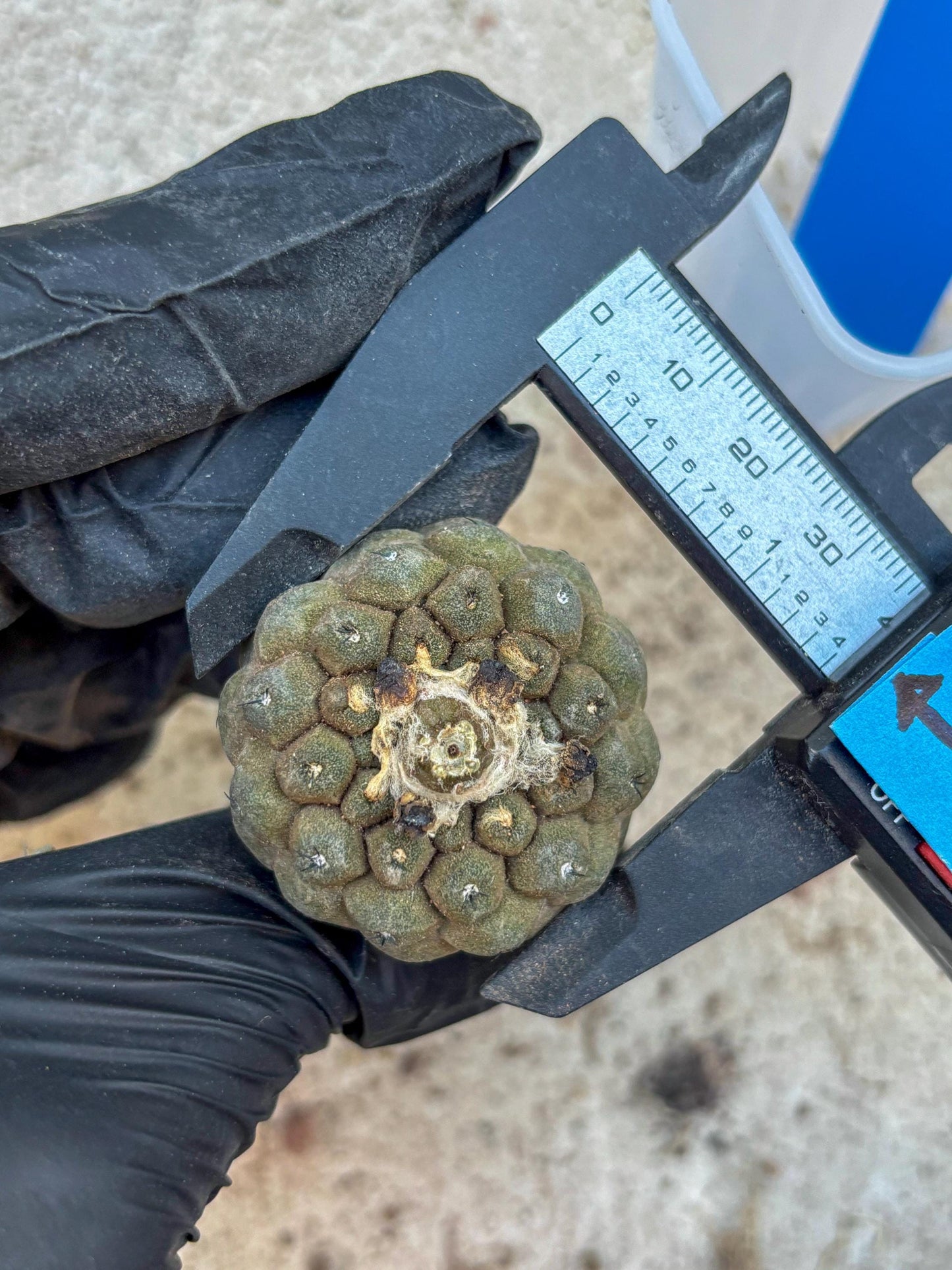 Lizard Skin Cactus (B) | Fully Rooted | Rare imported Cactus