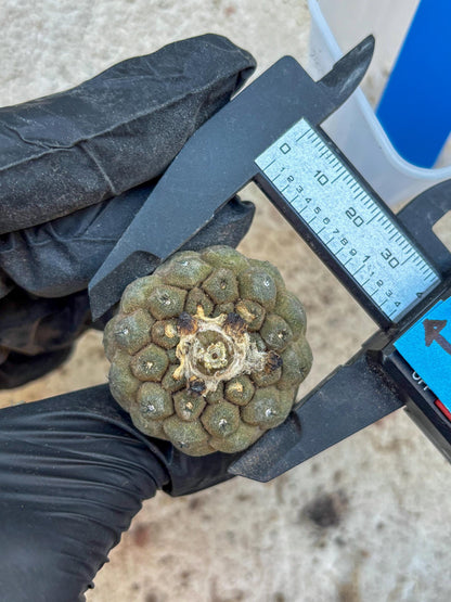 Lizard Skin Cactus (B) | Fully Rooted | Rare imported Cactus