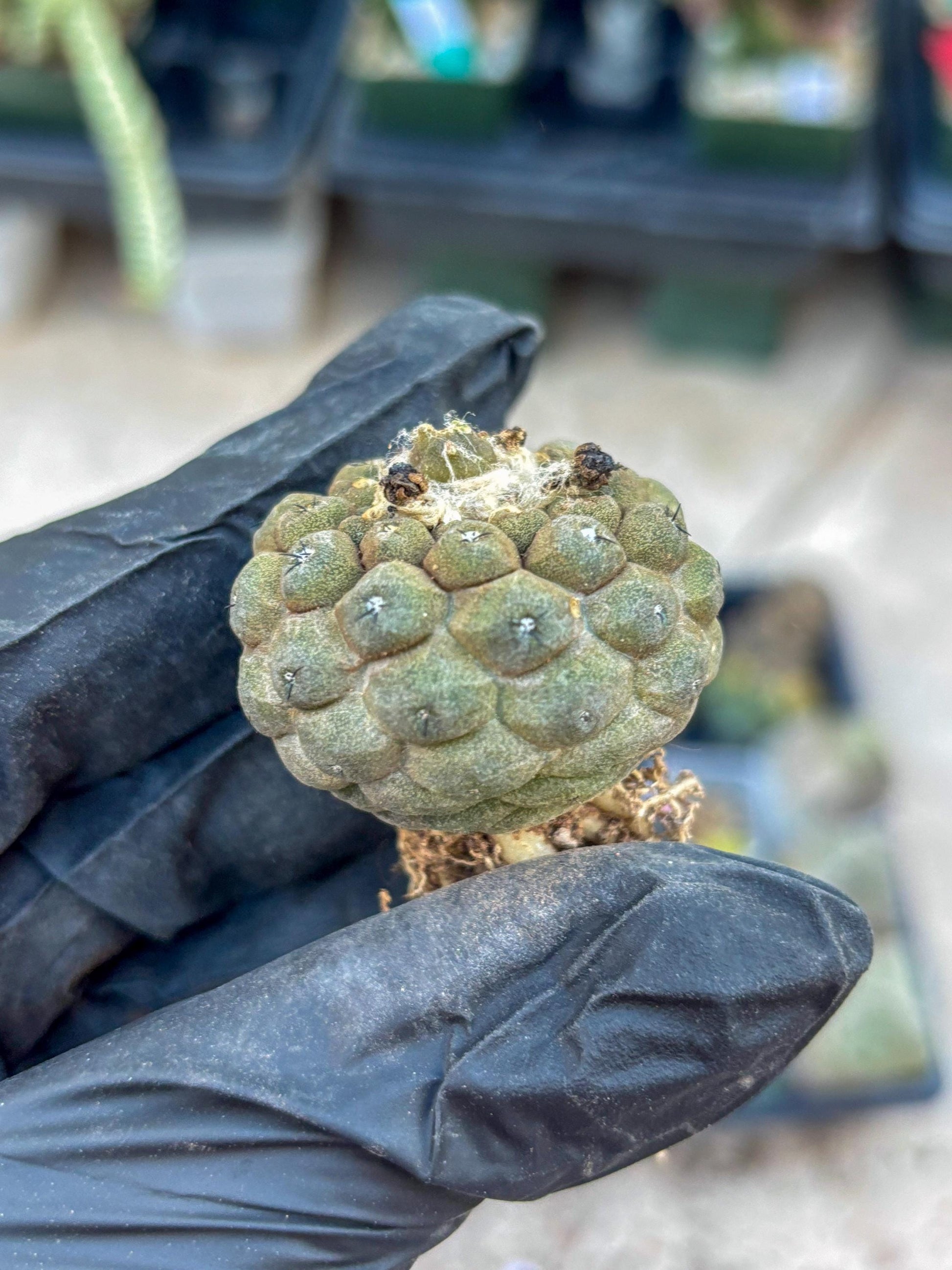 Lizard Skin Cactus (B) | Fully Rooted | Rare imported Cactus