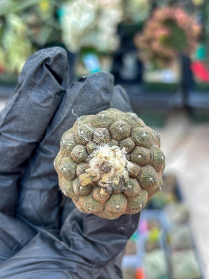 Lizard Skin Cactus (R) | Fully Rooted | Rare imported Cactus