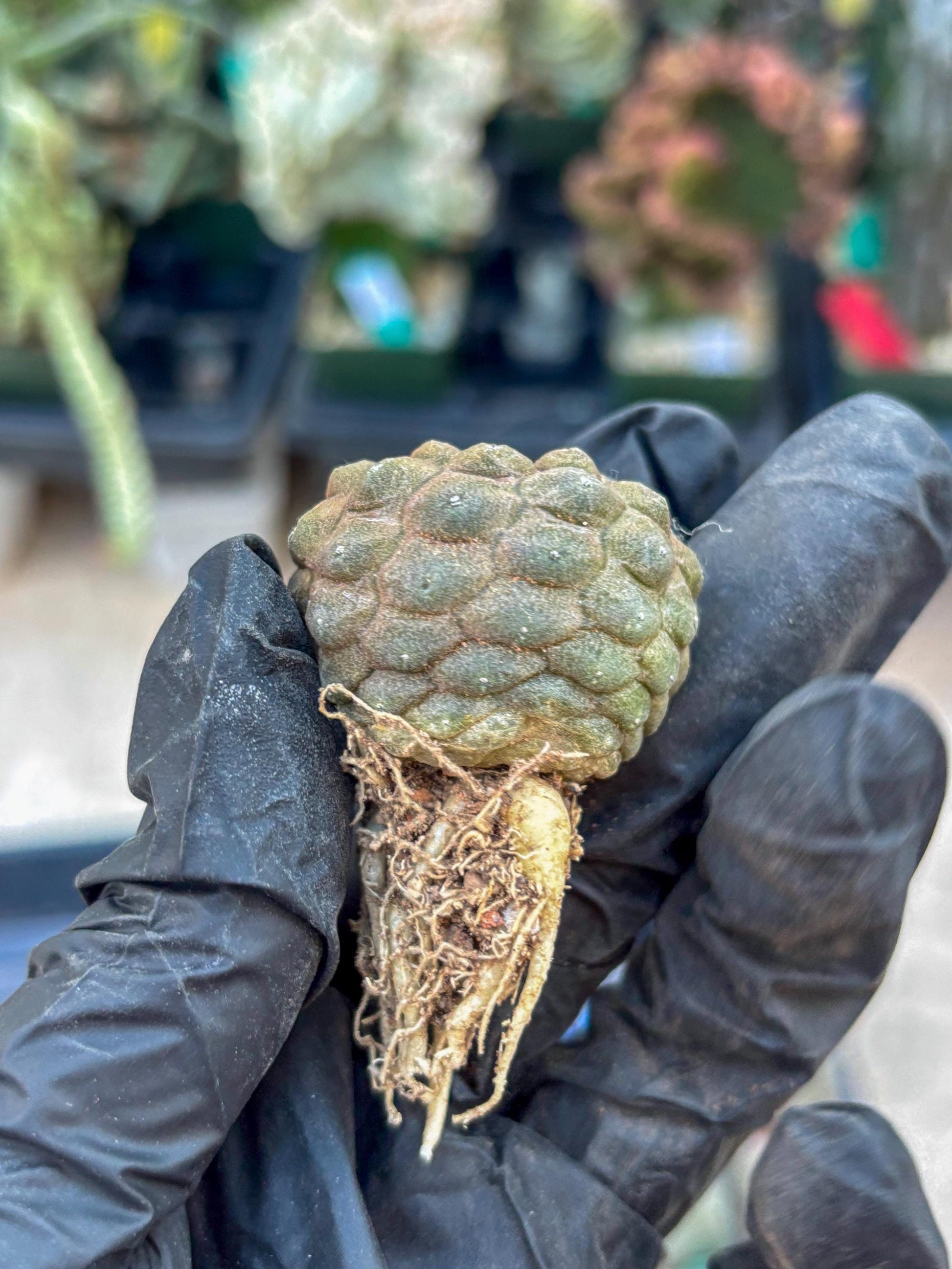 Lizard Skin Cactus (R) | Fully Rooted | Rare imported Cactus