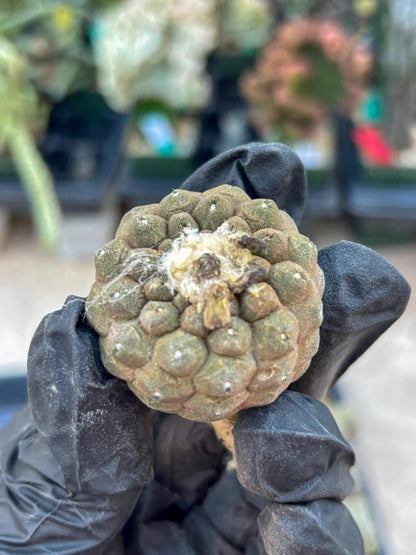 Lizard Skin Cactus (R) | Fully Rooted | Rare imported Cactus